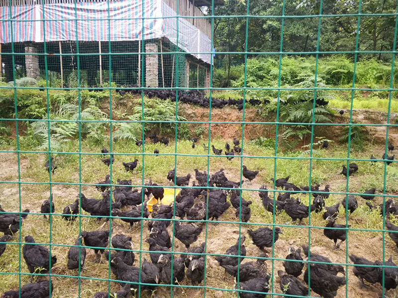 泸州回洞桥村脱贫记：从产业为零到产业致富_fororder_林下土鸡孵化养殖基地 供图 回洞桥村村委会