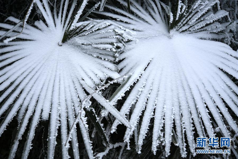 微观冰雪入画来