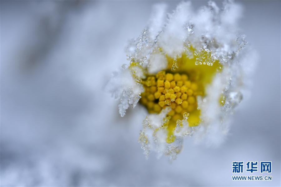 微观冰雪入画来