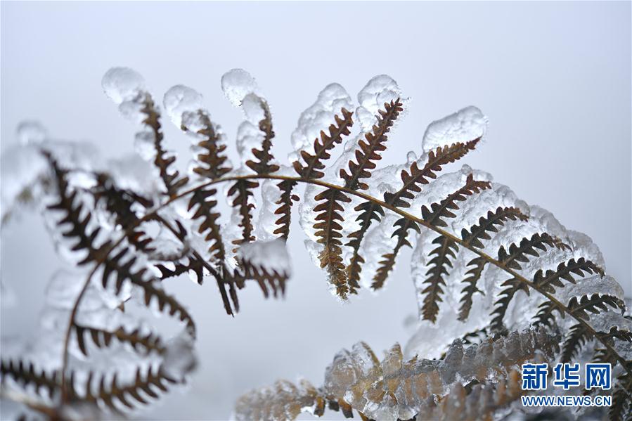 微观冰雪入画来