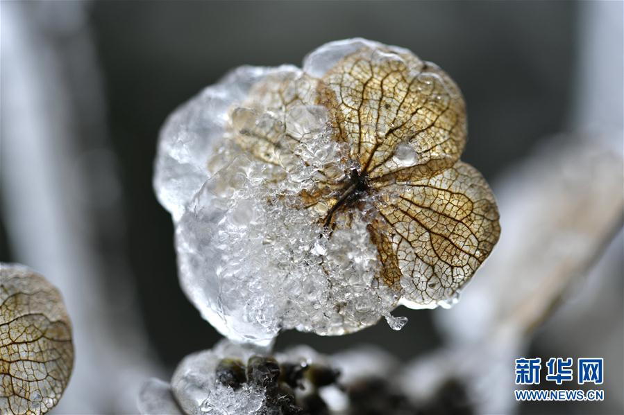 微观冰雪入画来