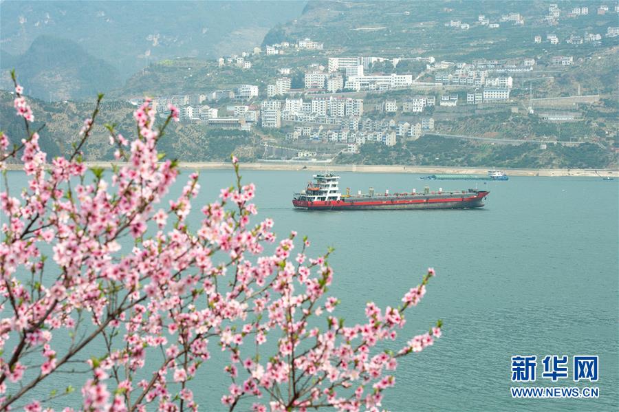 三峡春日桃花红