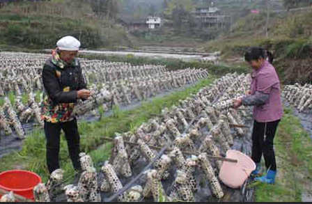 图片默认标题_fororder_1