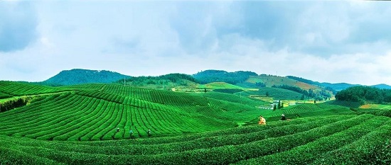 （黔茶贵水）中国绿茶新金三角：贵州！凭什么？