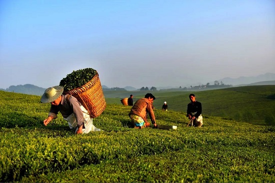 （黔茶贵水）中国绿茶新金三角：贵州！凭什么？