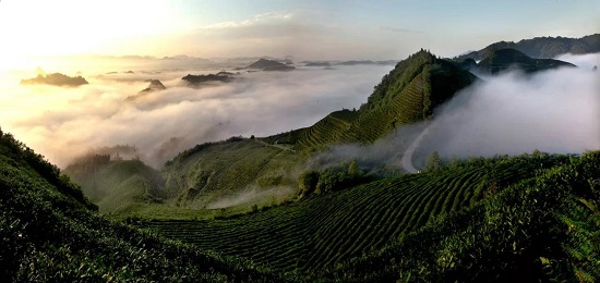 （黔茶贵水）中国绿茶新金三角：贵州！凭什么？