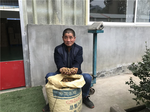 （有修改）【文化扶贫在行动：陕西篇】渭南市桥南镇：变传统为特色 “核桃”助力乡村振兴