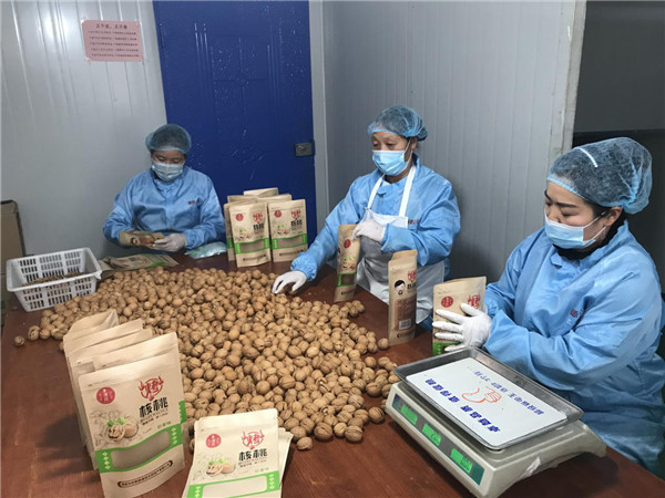 （有修改）【文化扶贫在行动：陕西篇】渭南市桥南镇：变传统为特色 “核桃”助力乡村振兴