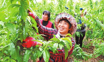 【河南好项目-图片】春分到 农事忙