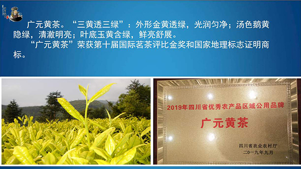 特色农产品走进“云端” 广元黄茶受外媒记者青睐