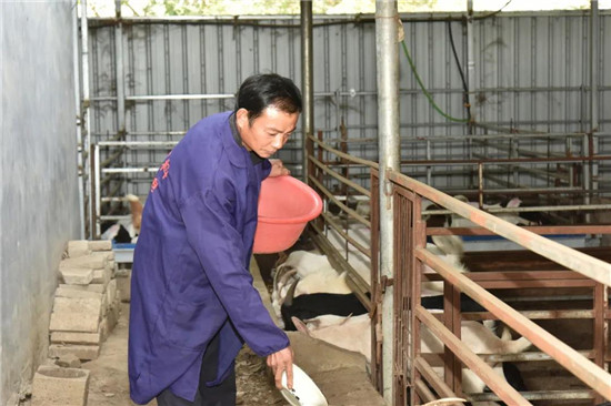南阳市卧龙区脱贫户向军：养羊走上致富路