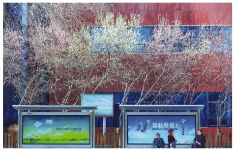 沈阳雨雪过后春风来 吹开桃花吹乱头发