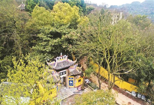 【区县联动】【丰都】仙子去无踪 “白鹿夜鸣”为哪般