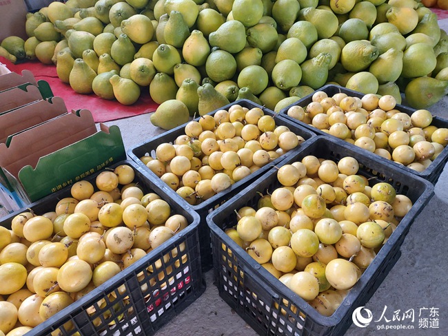 梅州陂蓬村：“黄金百香果真是好”