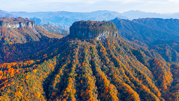 茶乡旺苍广发邀请函 邀游客共享红叶美景