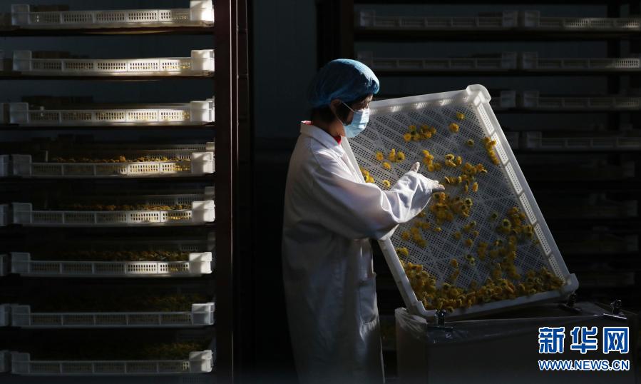 河南武陟：发展怀菊产业 助力脱贫攻坚