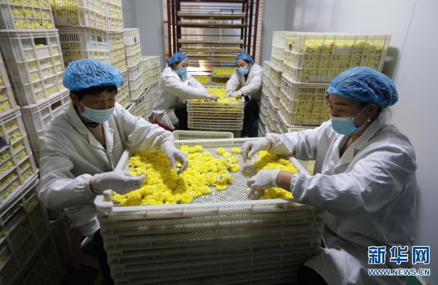 河南武陟：发展怀菊产业 助力脱贫攻坚