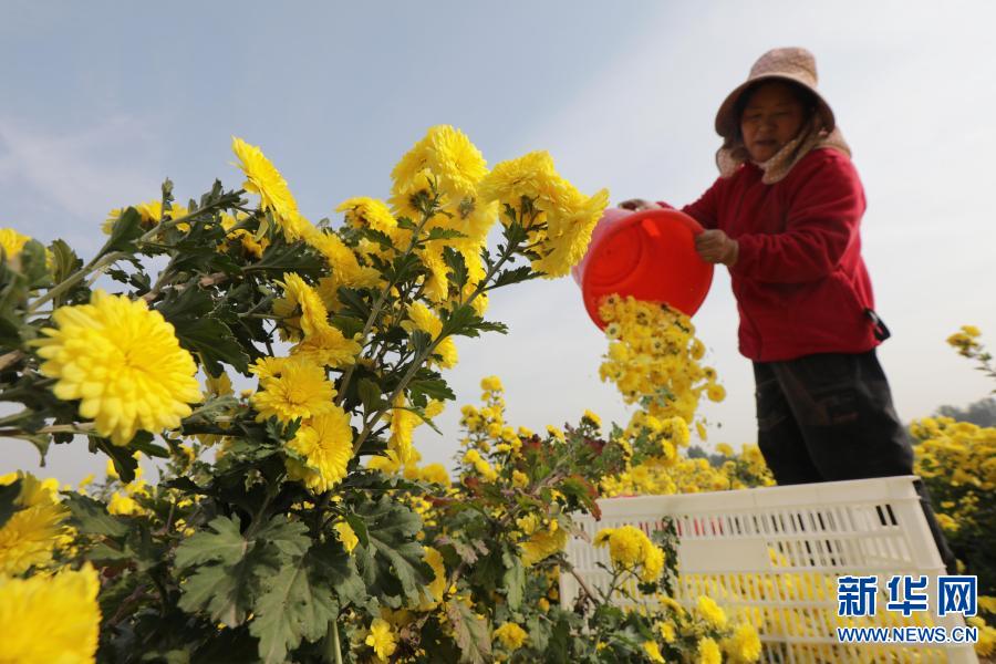 河南武陟：发展怀菊产业 助力脱贫攻坚