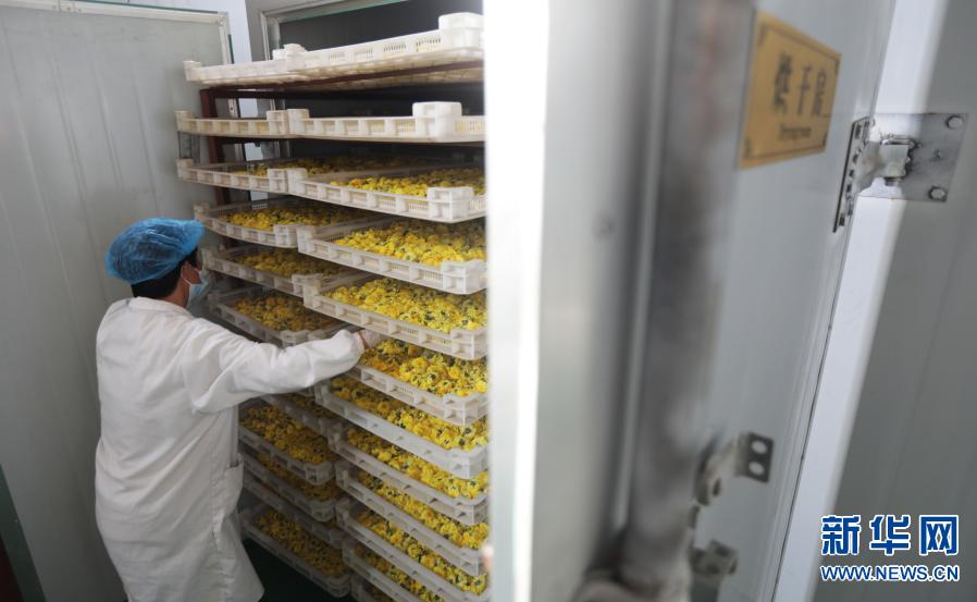 河南武陟：发展怀菊产业 助力脱贫攻坚