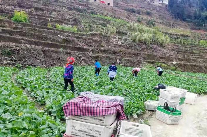 （市州）紫云马寨村：做好防疫种蔬菜 保障蔬菜正常供应