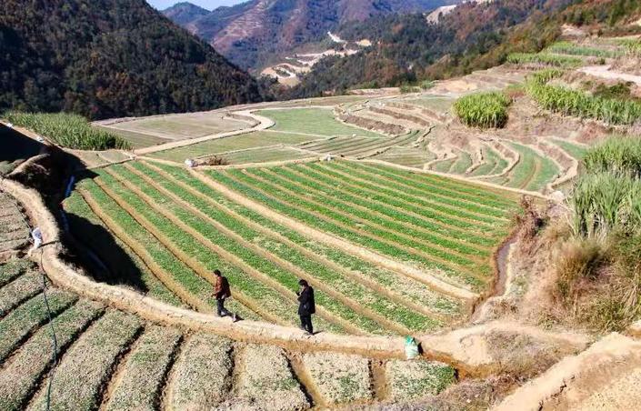 （市州）紫云马寨村：做好防疫种蔬菜 保障蔬菜正常供应