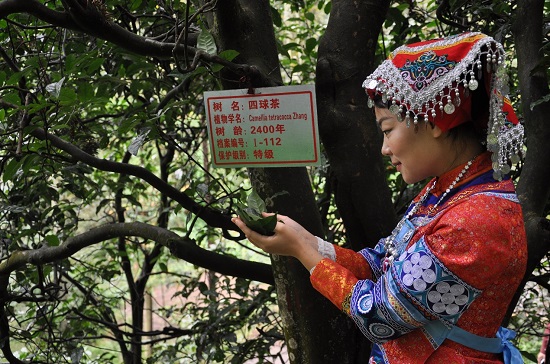 （要闻）莫念他乡万两金 只眷贵州一捻茶 ——贵州香茗的前世今生