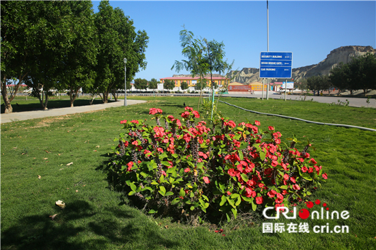 图片默认标题_fororder_花园中的虎刺梅 刘畅摄