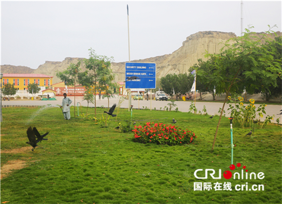 图片默认标题_fororder_瓜达尔港的草地树林成为了当地鸟类的栖息地 刘畅摄