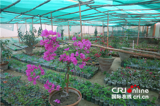 图片默认标题_fororder_苗圃里扦插的幼苗 刘畅摄