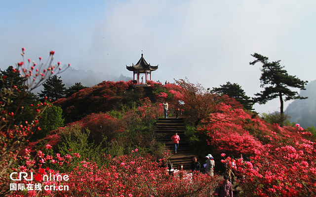 湖北麻城龟峰山杜鹃开