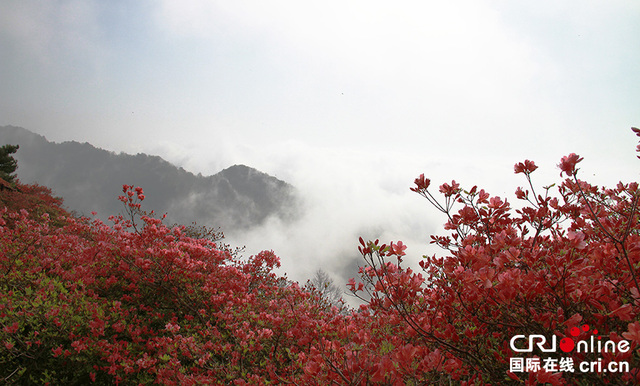 湖北麻城龟峰山杜鹃开