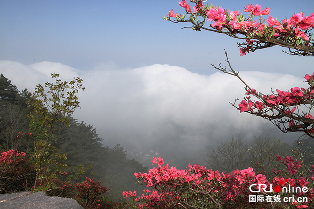 湖北麻城龟峰山杜鹃开