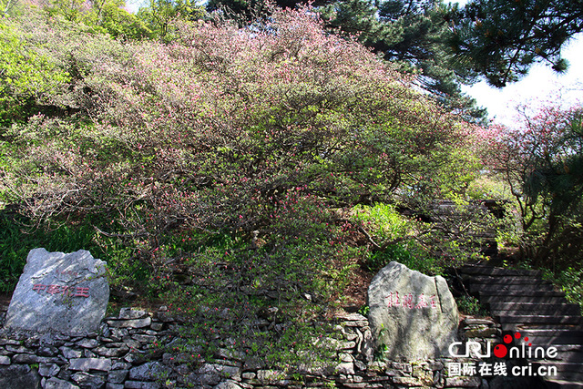湖北麻城龟峰山杜鹃开