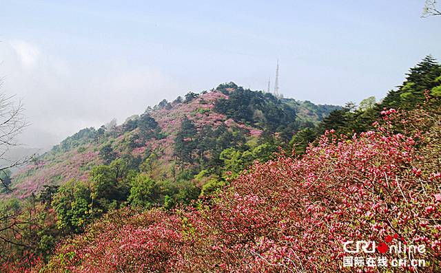 湖北麻城龟峰山杜鹃开
