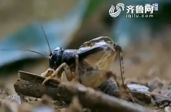 【社会广角（图片+摘要）】【走遍山东-泰安】泰安宁阳蟋蟀交易火爆“虫王”身价上万