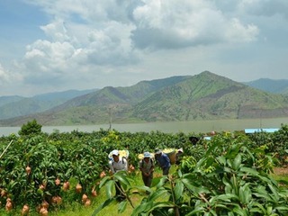 【共舞长江经济带·看高质量发展】小芒果撬动大产业 云南华坪实现生态经济双“丰收”