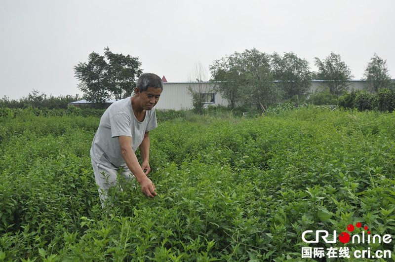 平度老人王洪启引种野菜菊花脑主打养生牌_fororder_王洪启在管理菊花脑2_副本