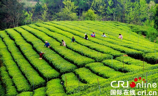 贵州沿河：戮力同心从“深度贫困”到“成功摘帽”