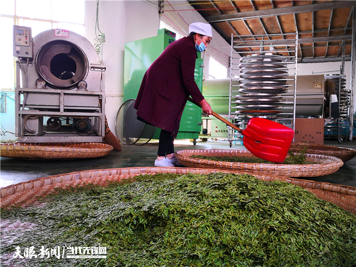 （市州）贵州普安：最严措施防控 确保春茶生产火力全开