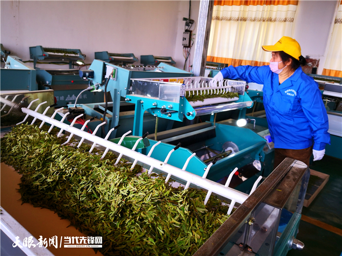 （市州）贵州普安：最严措施防控 确保春茶生产火力全开