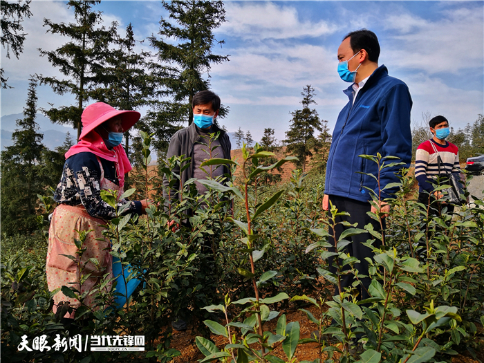 （市州）贵州普安：最严措施防控 确保春茶生产火力全开