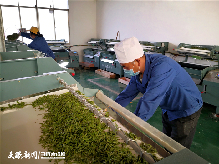 （市州）贵州普安：最严措施防控 确保春茶生产火力全开