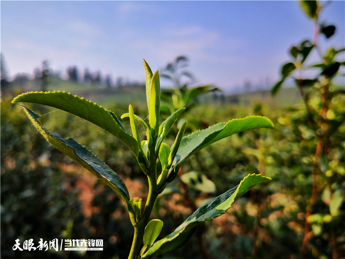 （市州）贵州普安：最严措施防控 确保春茶生产火力全开