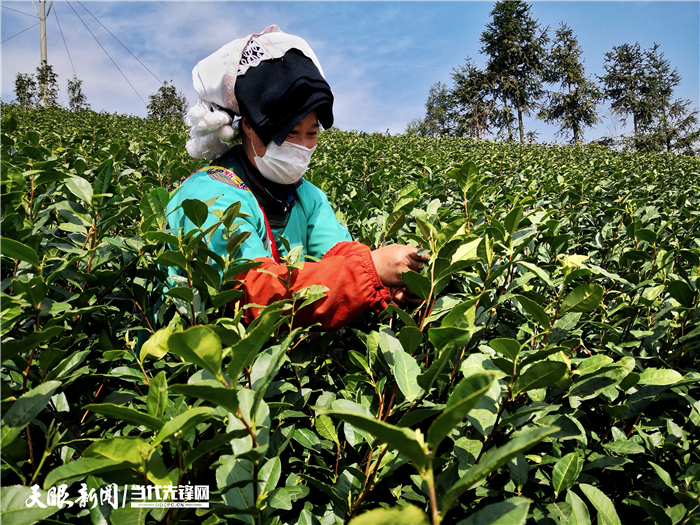 （市州）贵州普安：最严措施防控 确保春茶生产火力全开