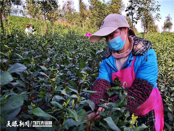 （市州）贵州普安：最严措施防控 确保春茶生产火力全开