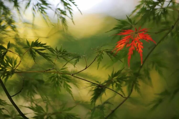 秋“枫”生浦江，落叶满申城！一起打卡沪上“枫”景地