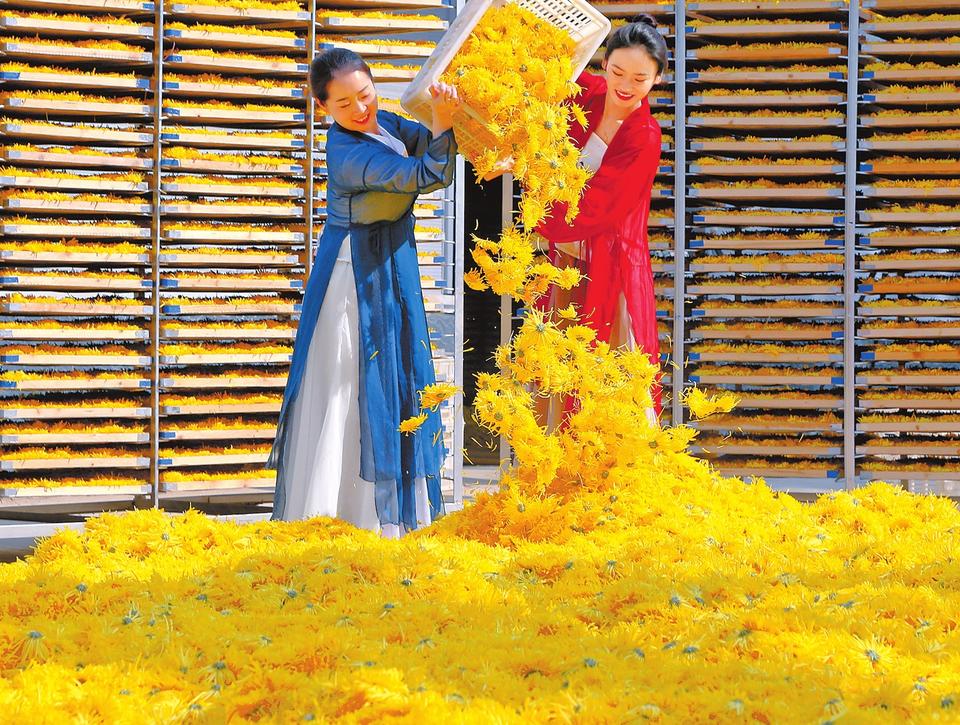商丘市宁陵县：金丝菊里有“黄金”