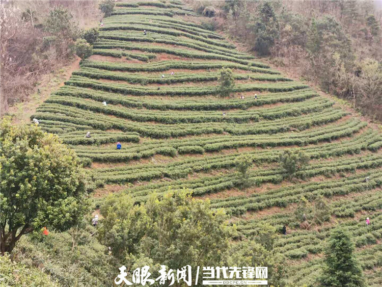 【我的扶贫故事】一路见证茶叶乡镇的崛起丨紫云自治县坝羊镇党委副书记、镇长班兴坤