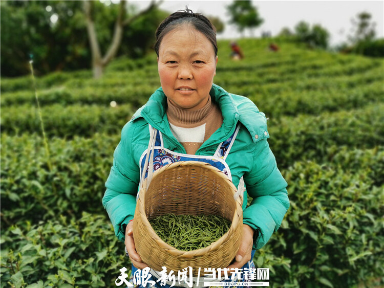 【我的扶贫故事】一路见证茶叶乡镇的崛起丨紫云自治县坝羊镇党委副书记、镇长班兴坤