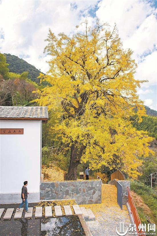 泉州：赏银杏 邂逅一场秋天的童话